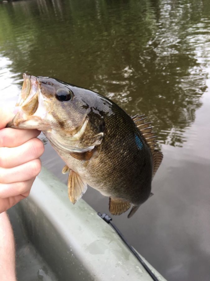 A Grand River smallmouth caught while fishing on the Grand River. Fishing is also another great recreation to do outside. The state of Michigan offers a ton of freshwater fisheries to catch anything from Bass to Walleye to Steelhead. 