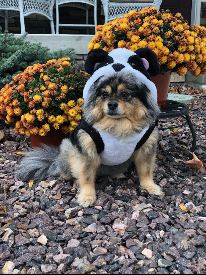 Students at Grand Ledge high school are planning to dress up their pets this Halloween. While Halloween is usually a time to get scared, most of these pets made people feel the opposite. 