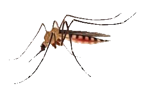 Mosquitoes in Michigan are now carrying the deadly EEE virus. with nearly a dozen reported deaths this year, experts are wondering why and how this outbreak started. 