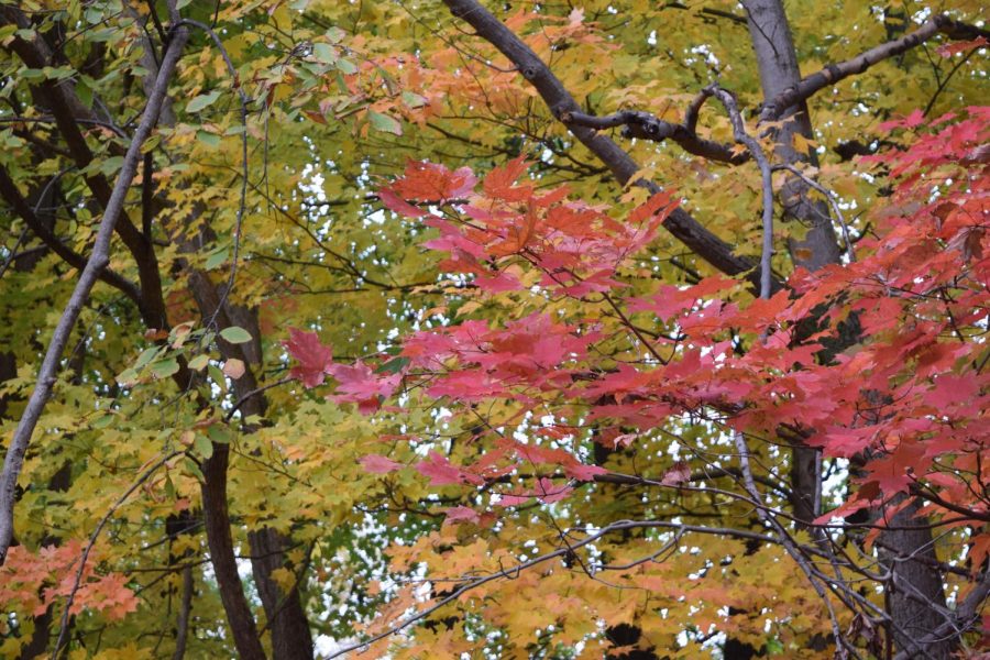 Fall leaves paint the skies of Grand Ledge. Grand Ledge students take advantage of the season to wear their favorite fall fashions.