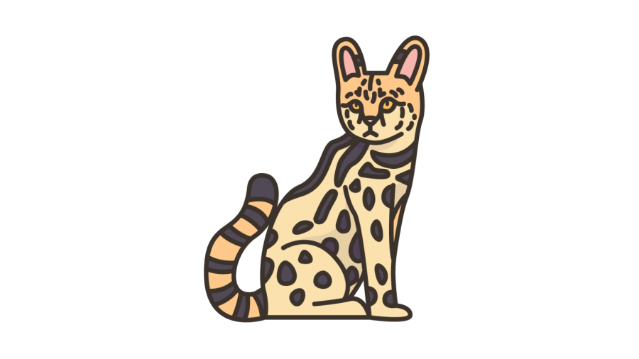 Fenrir is an F2 savannah cat, which average 14.8 in height.